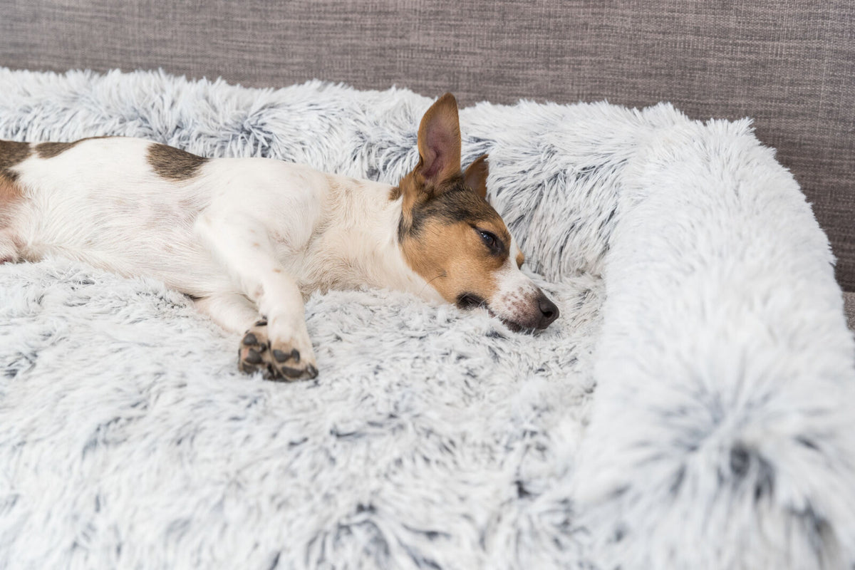 Ein kleiner Hund liegt auf einem weichen, flauschigen, hellgrauen Kissen oder Bett und blickt entspannt zur Seite.