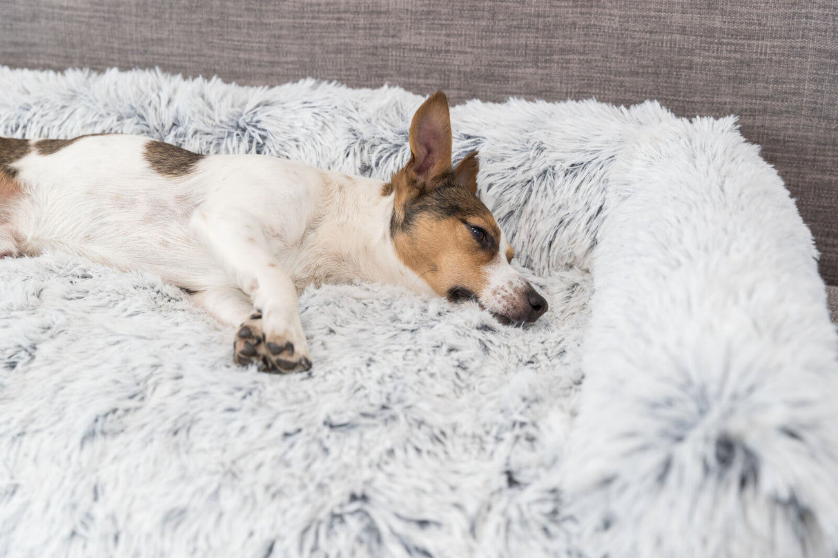 Ein kleiner Hund liegt auf einem weichen, flauschigen, hellgrauen Kissen oder Bett und blickt entspannt zur Seite.