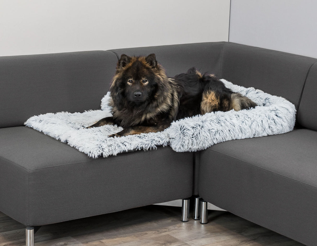 PHO_PRO_DOG_38047-4