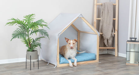 Ein Hund liegt auf einem blauen Kissen in einer kleinen Holzhütte neben einer Pflanze in einem modernen Raum.