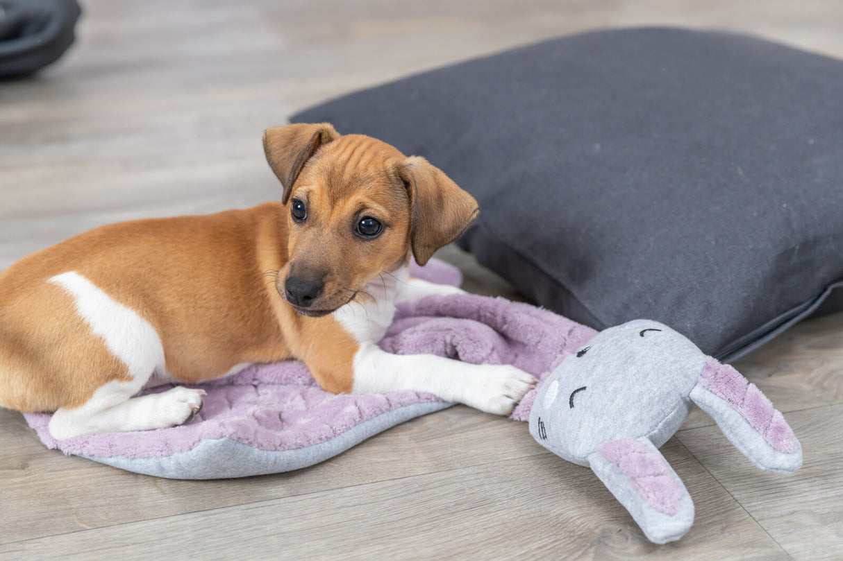 PHO_PRO_DOG_38242-1