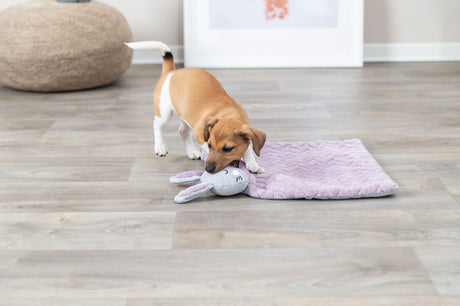 PHO_PRO_DOG_38242-2