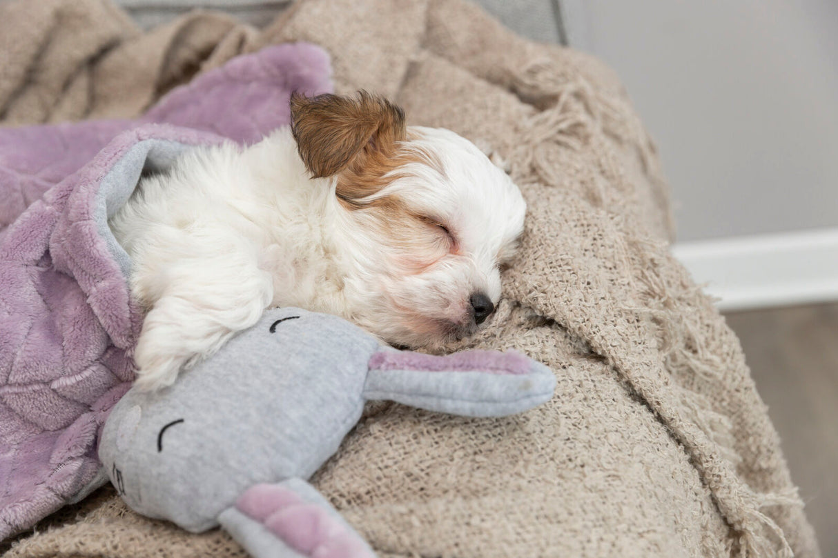 PHO_PRO_DOG_38242-5