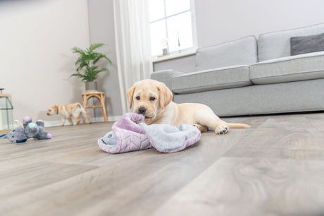 PHO_PRO_DOG_38242-7