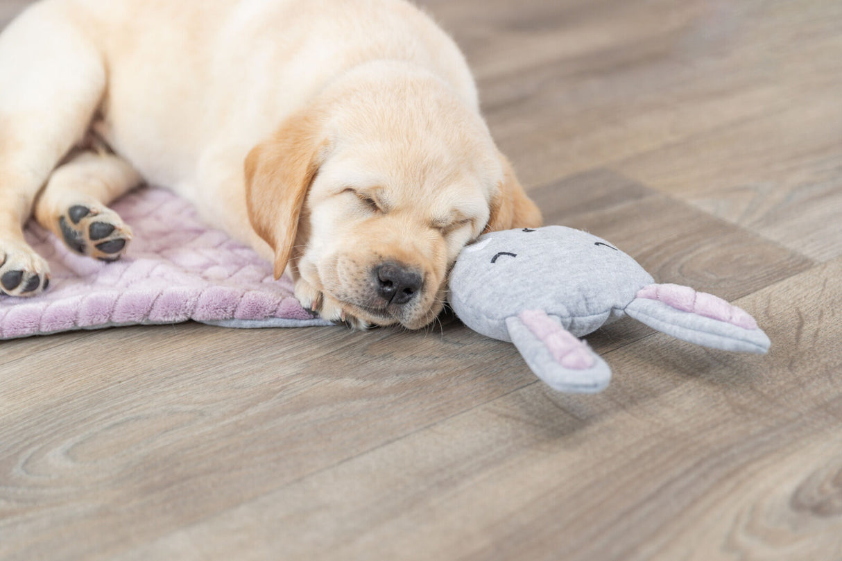 PHO_PRO_DOG_38242-8