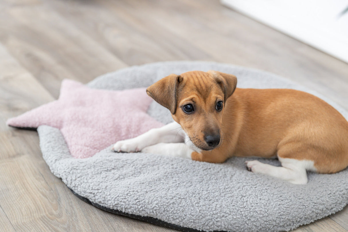 PHO_PRO_DOG_38244-1