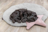 PHO_PRO_DOG_38244-3
