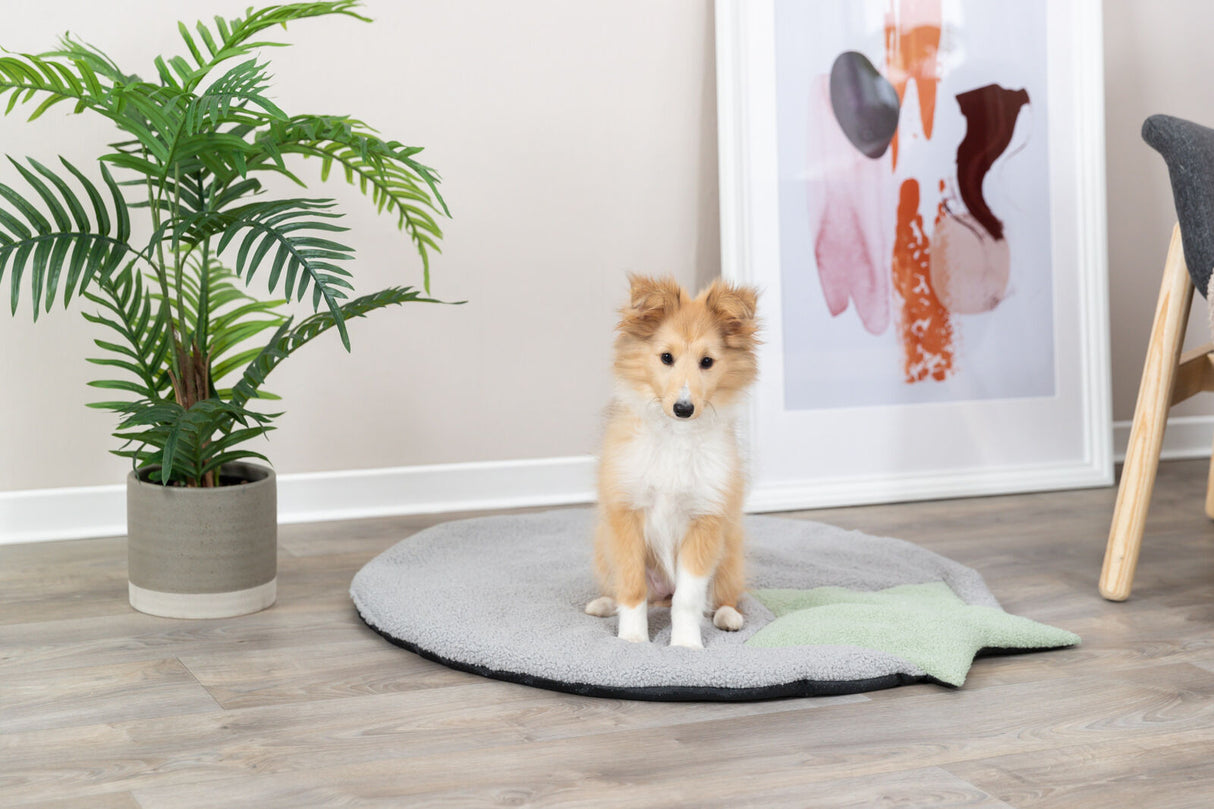 PHO_PRO_DOG_38245-1