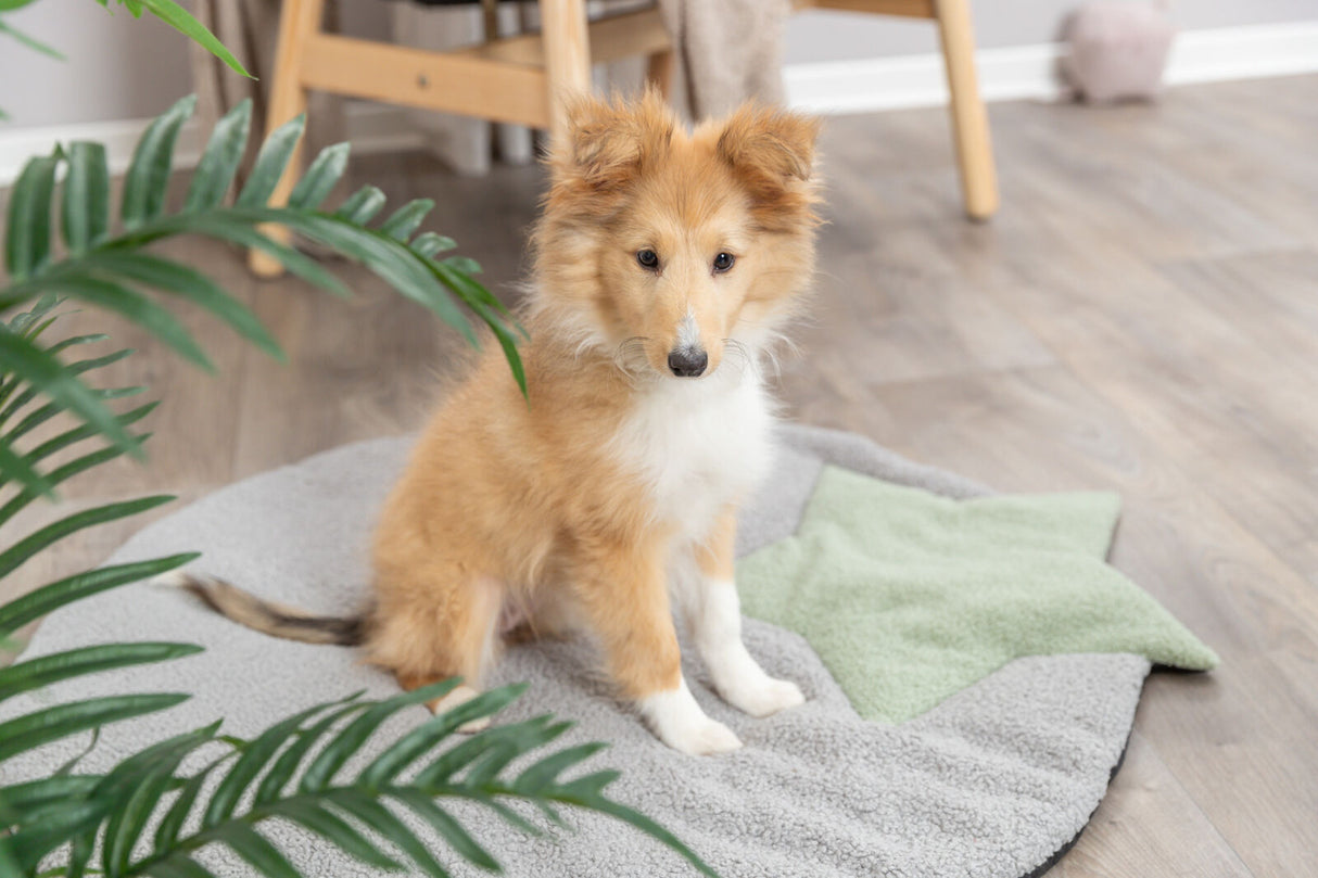 PHO_PRO_DOG_38245-2