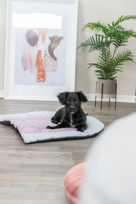 Schwarzer Hund liegt auf einem lilafarbenen Kissen auf Holzboden, im Hintergrund ein Kunstwerk und eine Pflanze.