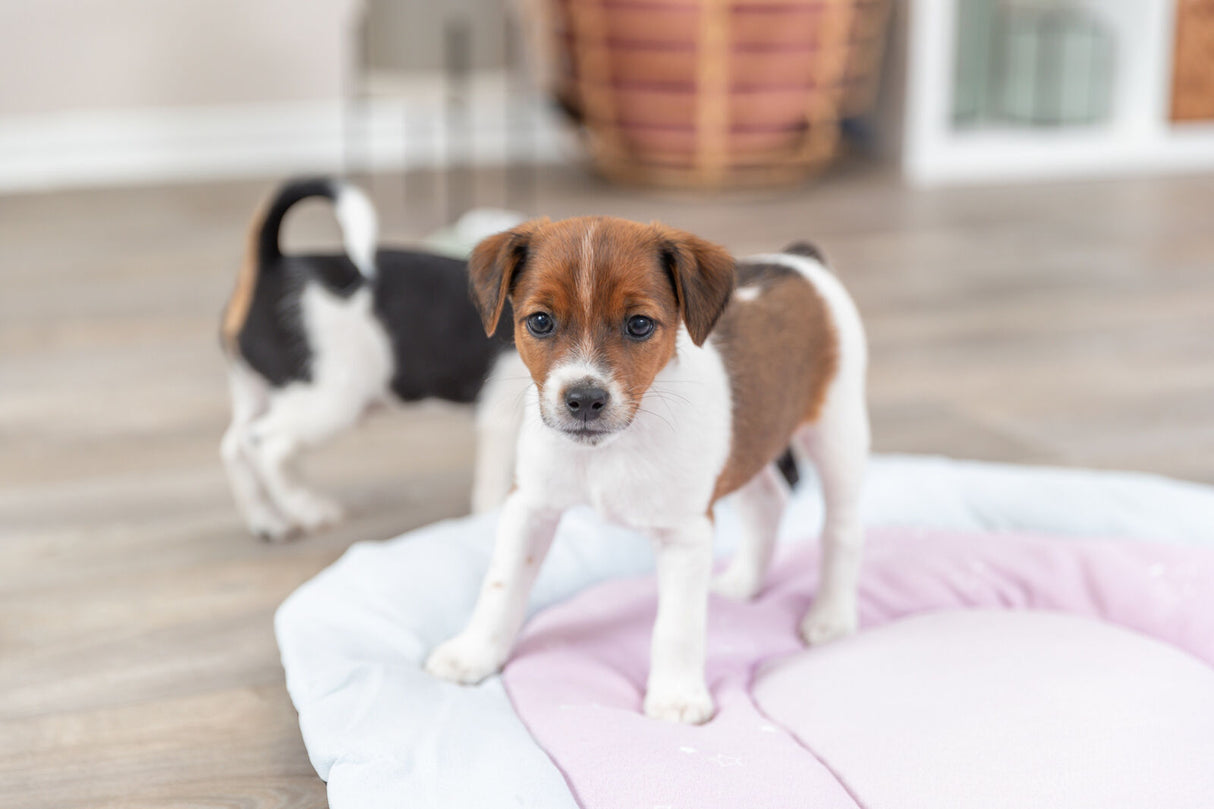 PHO_PRO_DOG_38247-3