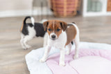 PHO_PRO_DOG_38247-3