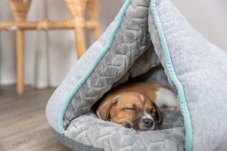 PHO_PRO_DOG_38254-2