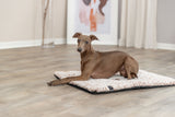 PHO_PRO_DOG_384000-384001-384002-5