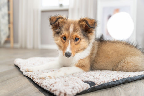 Ein braun-weißer Hund liegt auf einer cremefarbenen, weichen Decke auf dem Boden in einem hellen Raum.