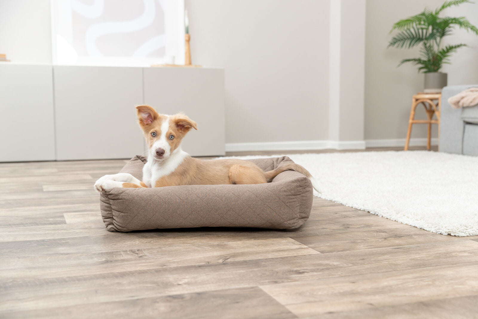 Ein kleiner Hund liegt in einem braunen Hundebett auf einem Holzboden in einem modernen Wohnzimmer.