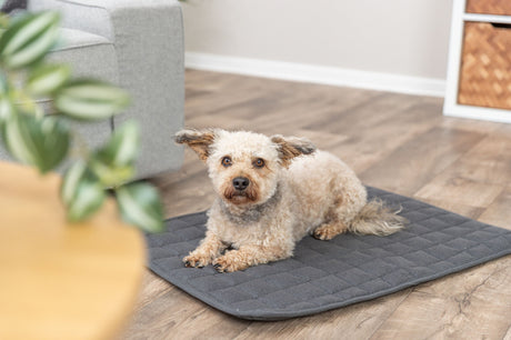 Ein kleiner Hund liegt auf einer grauen Matte auf einem Holzboden im Wohnzimmer.