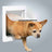 PHO_PRO_DOG_3877-1
