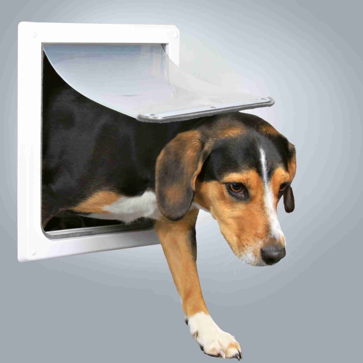 Hund mit braun-schwarzem Fell und weißen Pfoten geht durch eine graue Hundeklappe in einer weißen Tür.