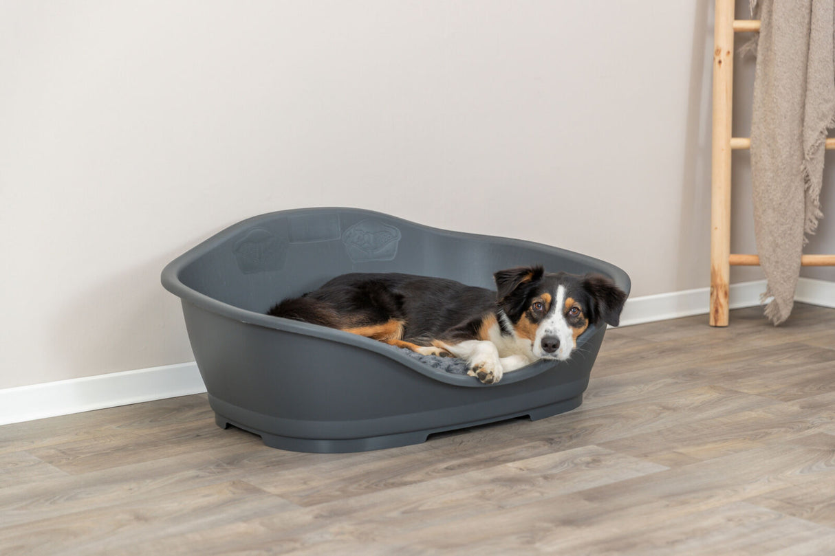 Hund liegt in einem großen, grauen Hundebett auf einem Holzboden neben einer Leiter mit Decke.