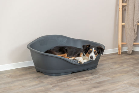 Hund liegt in einem großen, grauen Hundebett auf einem Holzboden neben einer Leiter mit Decke.