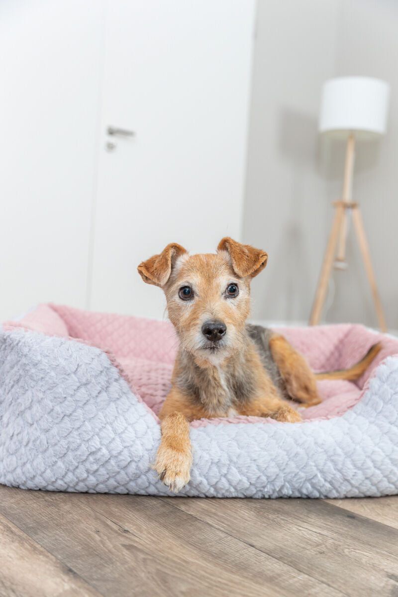 Kleiner brauner Hund liegt in einem grauen und rosa Hundebett auf Holzboden.