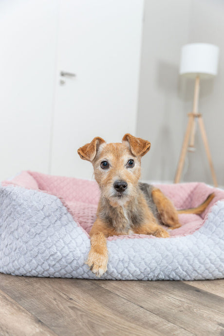 Kleiner brauner Hund liegt in einem grauen und rosa Hundebett auf Holzboden.