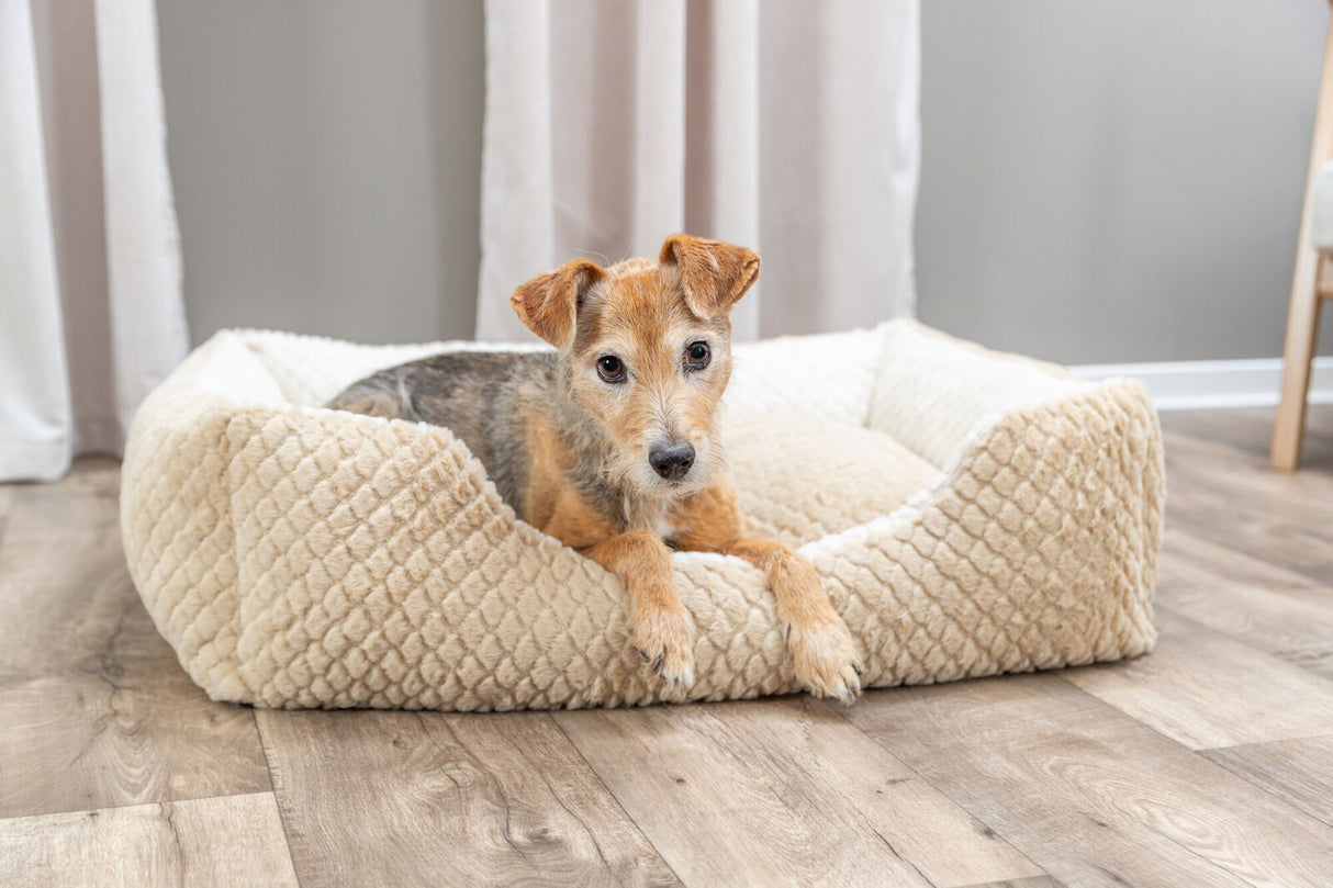Ein kleiner Hund liegt in einem beigen Hundebett auf einem Holzboden.