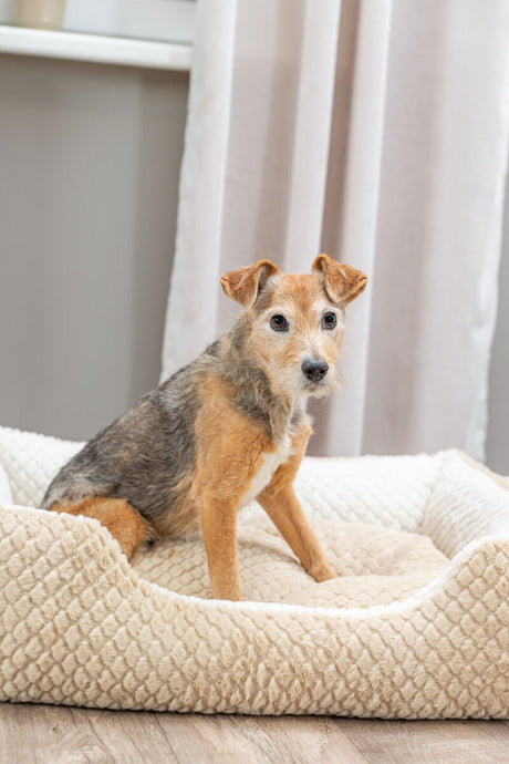 Kleiner Hund sitzt in beigem Hundebett vor Vorhängen im Innenraum.