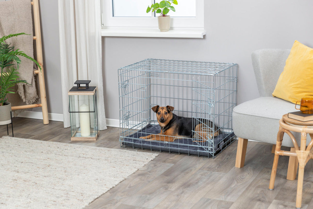 PHO_PRO_DOG_3923-1