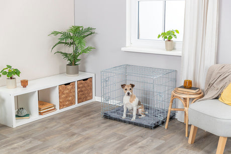 PHO_PRO_DOG_3923-2