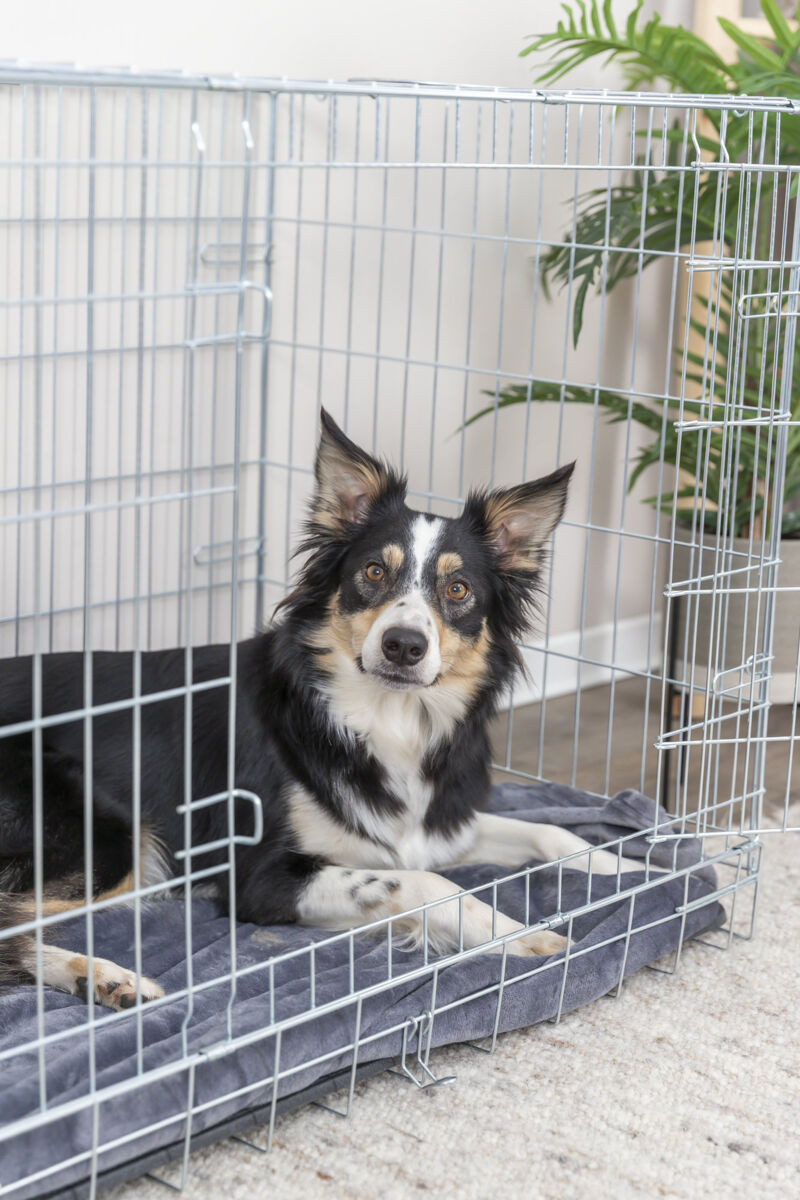 PHO_PRO_DOG_3924-1