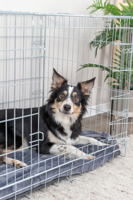 PHO_PRO_DOG_3924-1