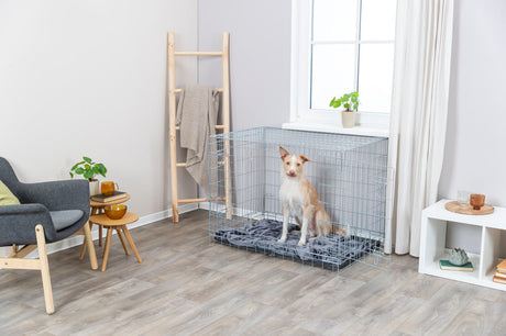 Hund sitzt in einem großen Metallkäfig mit grauer Decke in einem hellen Raum mit Pflanzen und Möbeln.