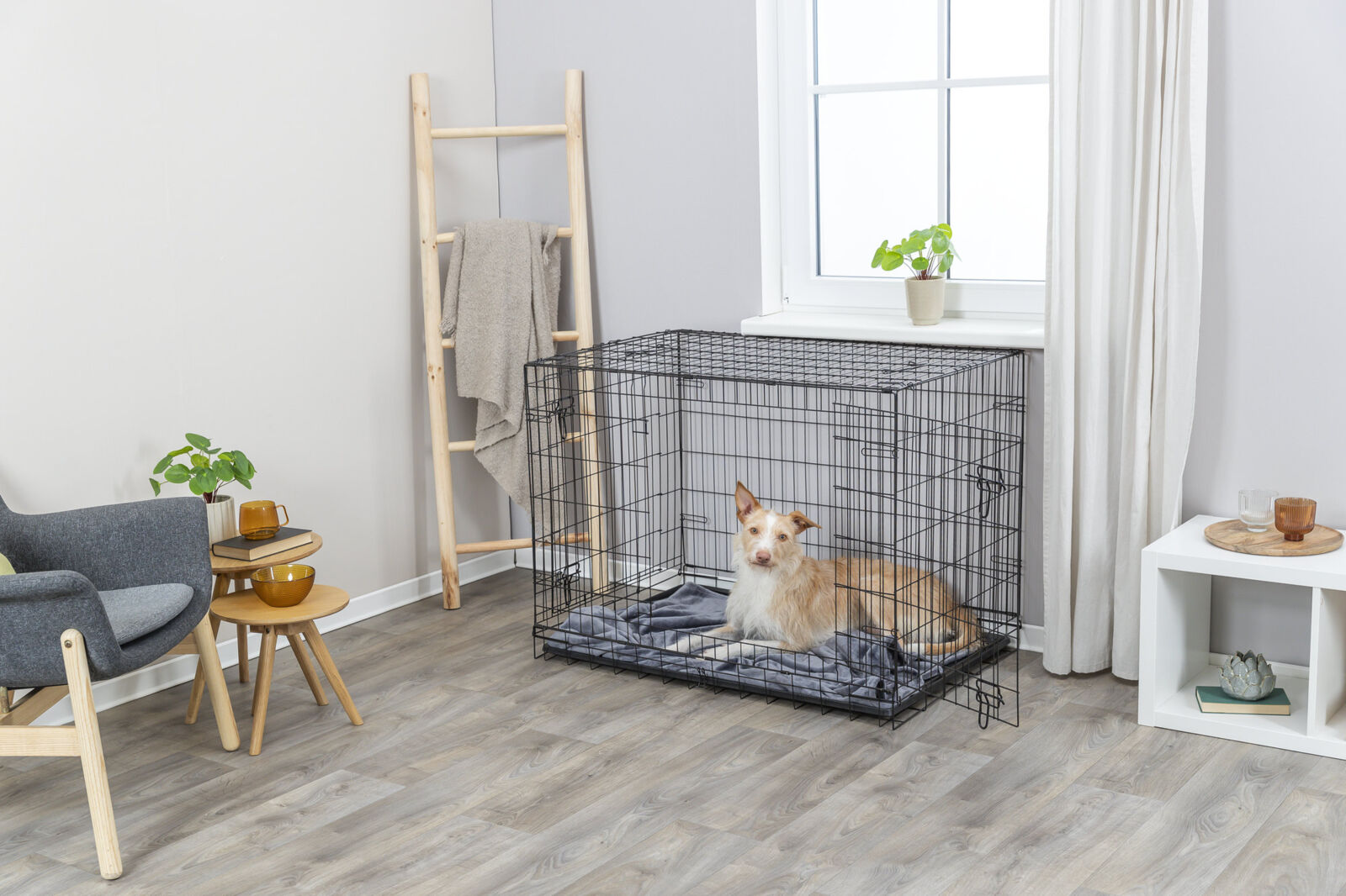 Hund in einem großen schwarzen Metallkäfig mit Decke auf Holzboden in einem hellen Raum mit Pflanzen und Möbeln.