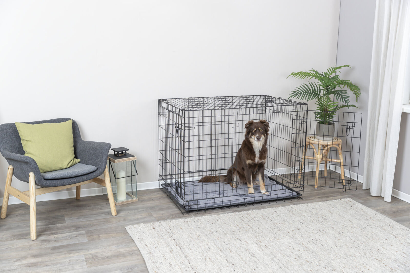 Hund in einem großen, offenen Gitterkäfig neben einem grau-grünen Stuhl und einer Zimmerpflanze auf Holzfußboden.