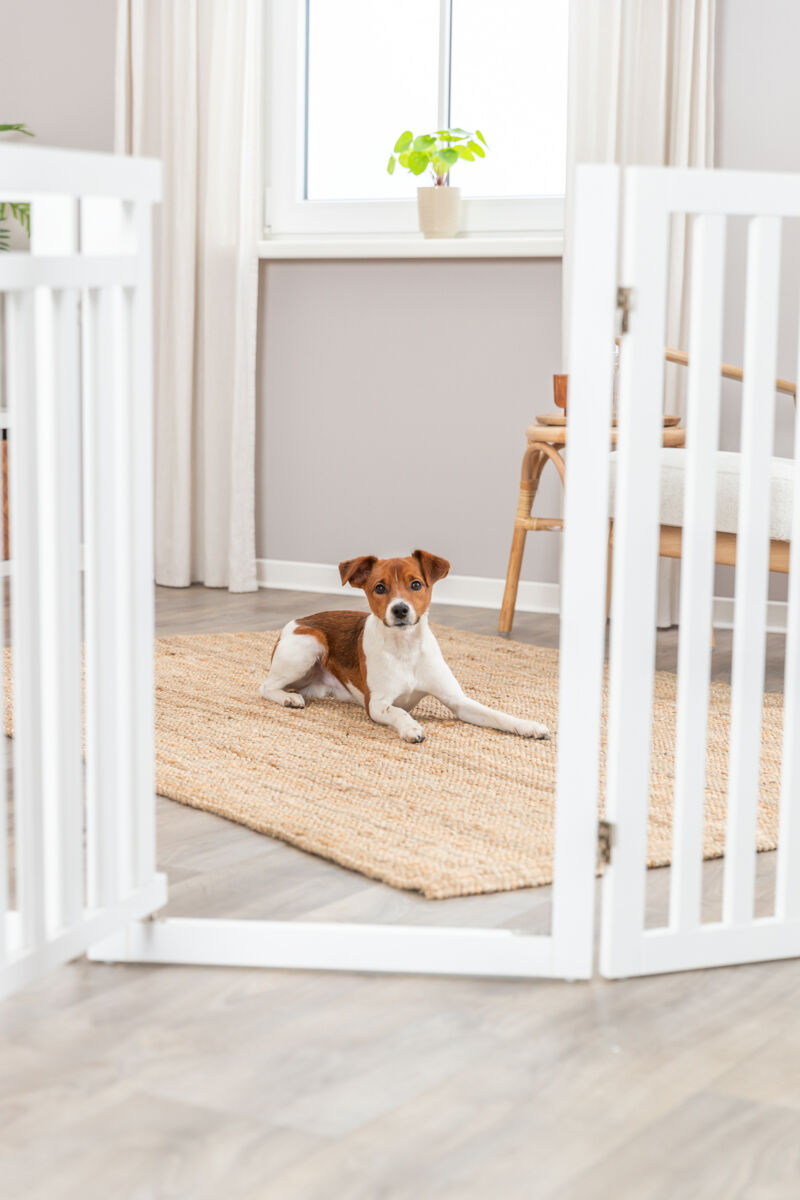 PHO_PRO_DOG_39363-1