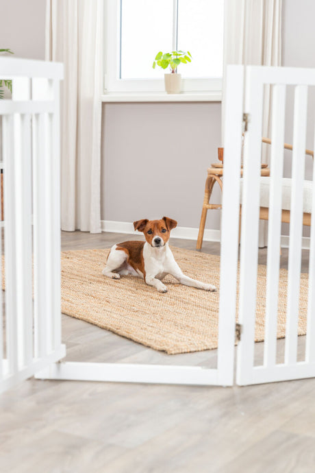 PHO_PRO_DOG_39363-1