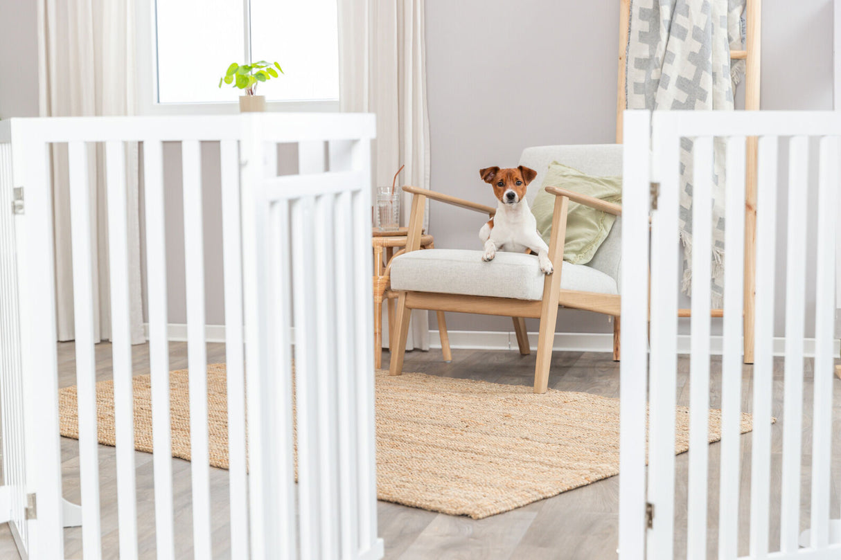 PHO_PRO_DOG_39363-4