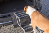 PHO_PRO_DOG_39376-5