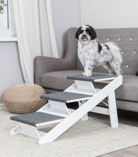 PHO_PRO_DOG_39462-6