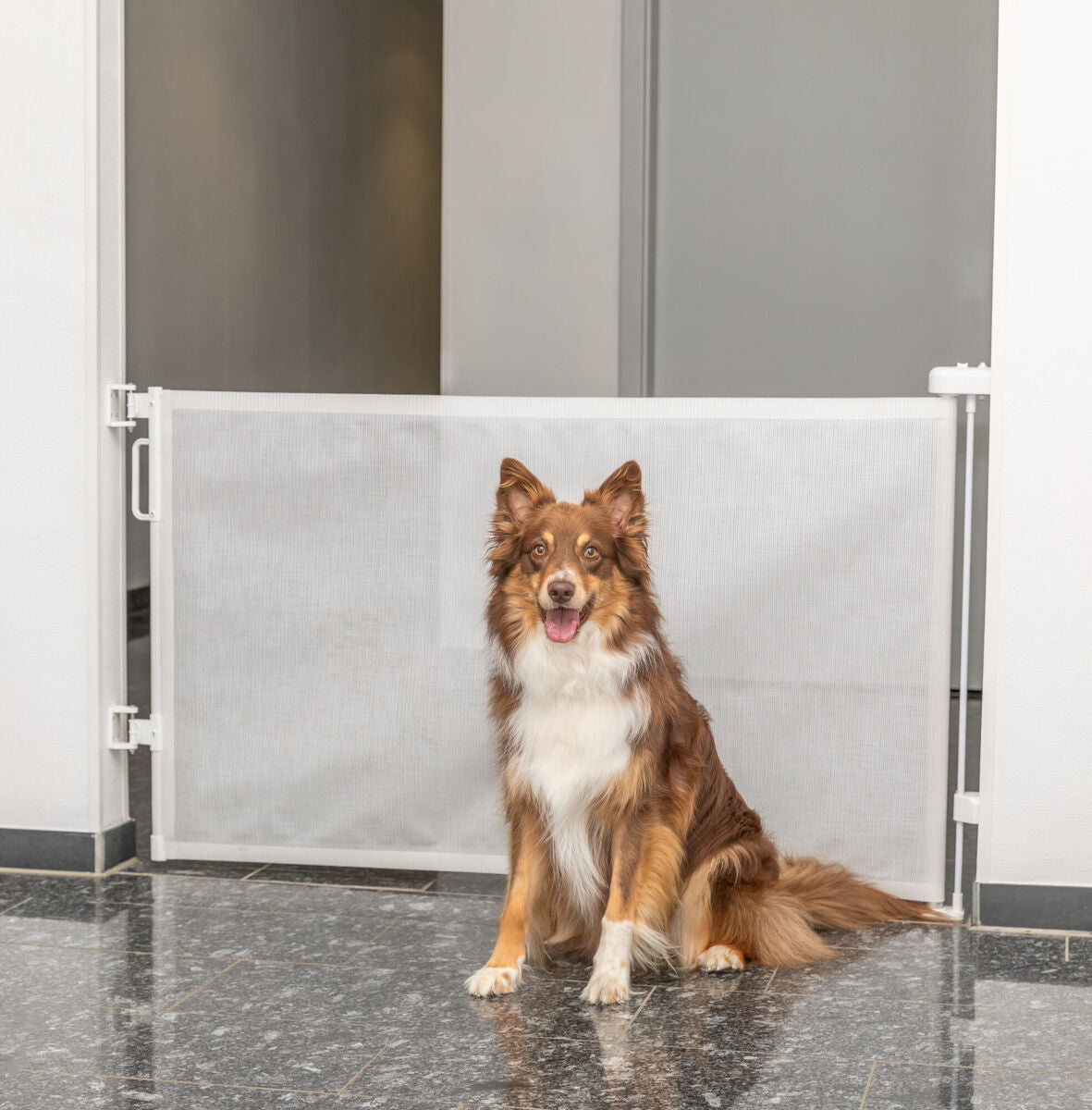 PHO_PRO_DOG_39466-3