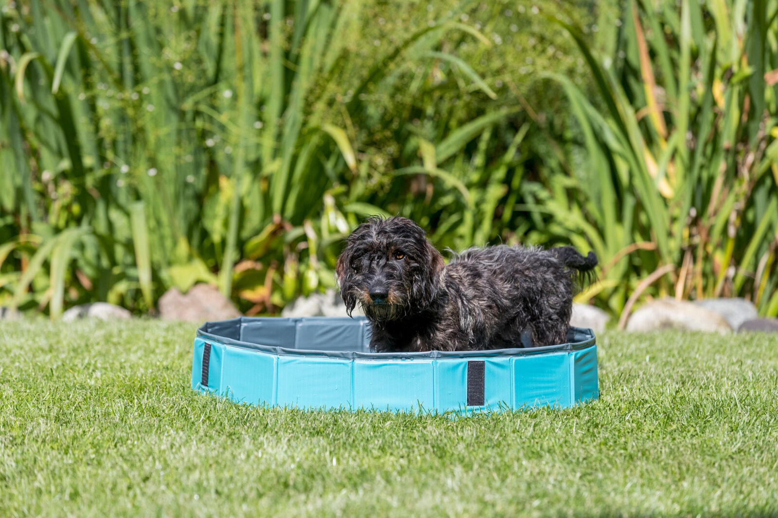 Ein Hund steht in einem blauen, runden Becken auf einer grünen Wiese, im Hintergrund sind Pflanzen zu sehen.