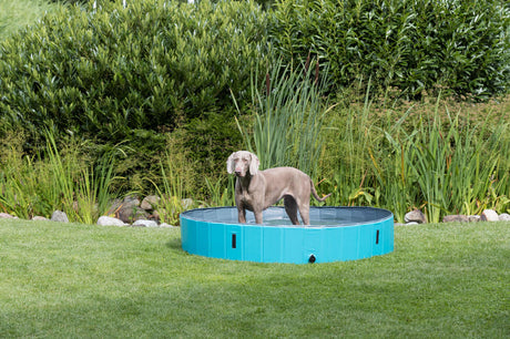 PHO_PRO_DOG_39483-1