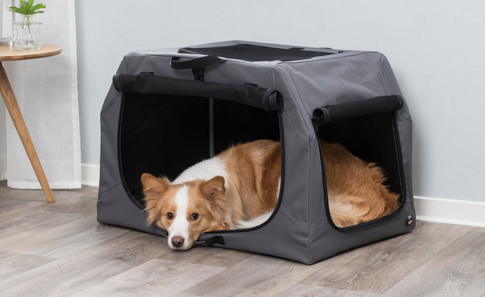 Ein orange-weißer Hund liegt in einer grauen, offenen Transportbox auf einem Holzboden vor einer blauen Wand.