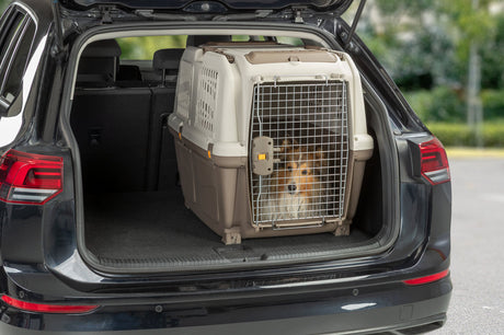 Hund sitzt in einer Transportbox im geöffneten Kofferraum eines Autos.