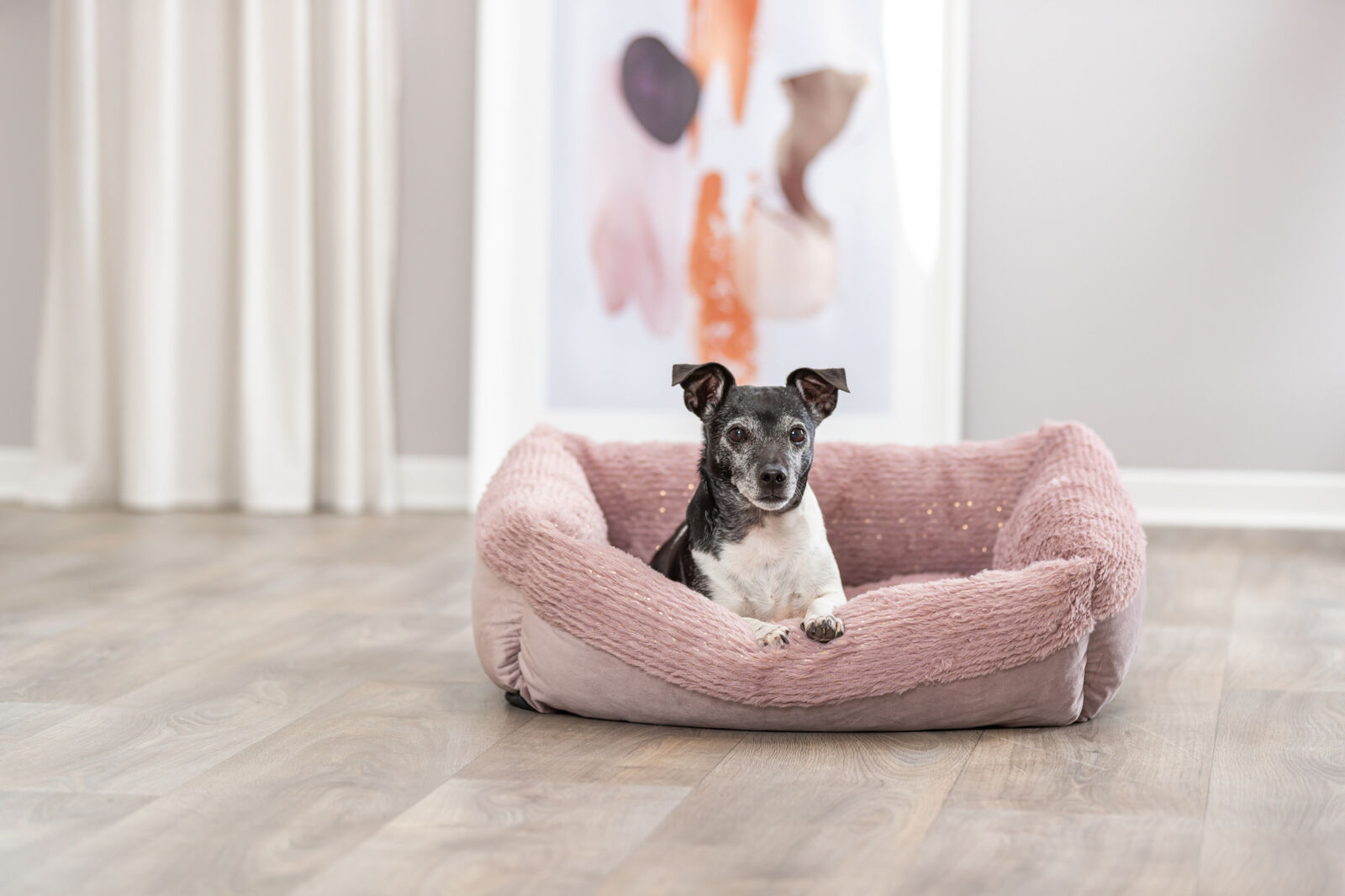 Hund liegt in einem rosa Hundebett auf einem Holzboden, im Hintergrund ein verschwommenes Kunstwerk an der Wand.