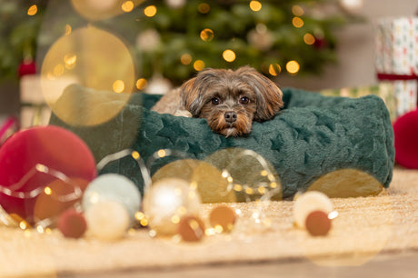 Ein kleiner Hund liegt in einem grünen Bett vor weihnachtlicher Dekoration.