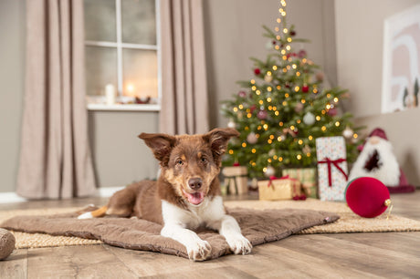 Junger Hund liegt auf braunem Hundebett vor geschmücktem Weihnachtsbaum.