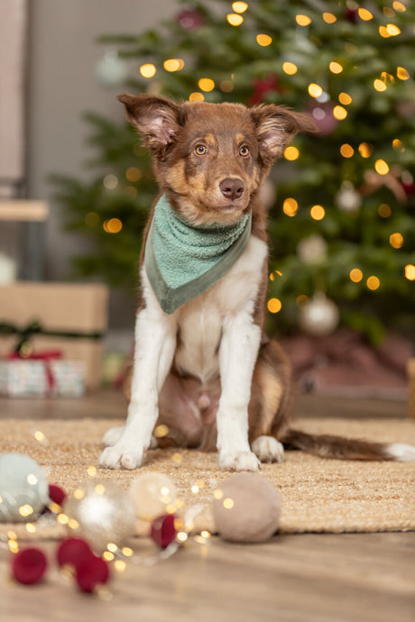 Hund mit grünem Halstuch sitzt vor einem geschmückten Weihnachtsbaum auf einem Teppich.